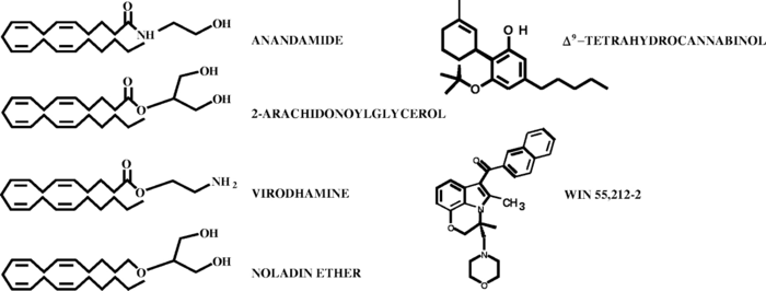 Endokanabinoidní systém: Fyziologie a farmakologie :: CBG Natural